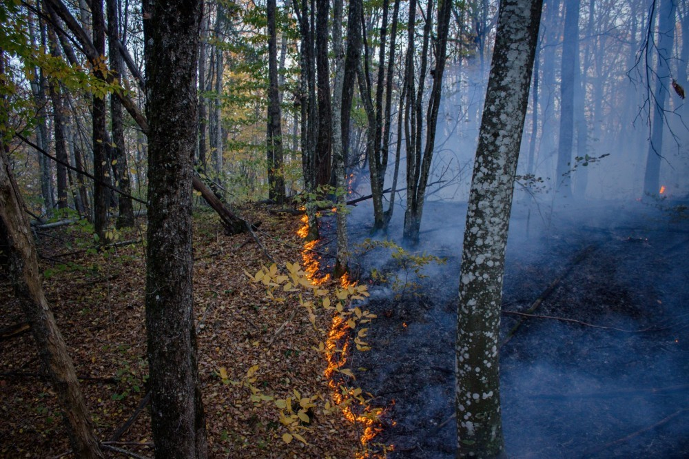 Глава Кубани предложил закрыть въезды в леса и ввести чрезвычайный класс пожароопасности