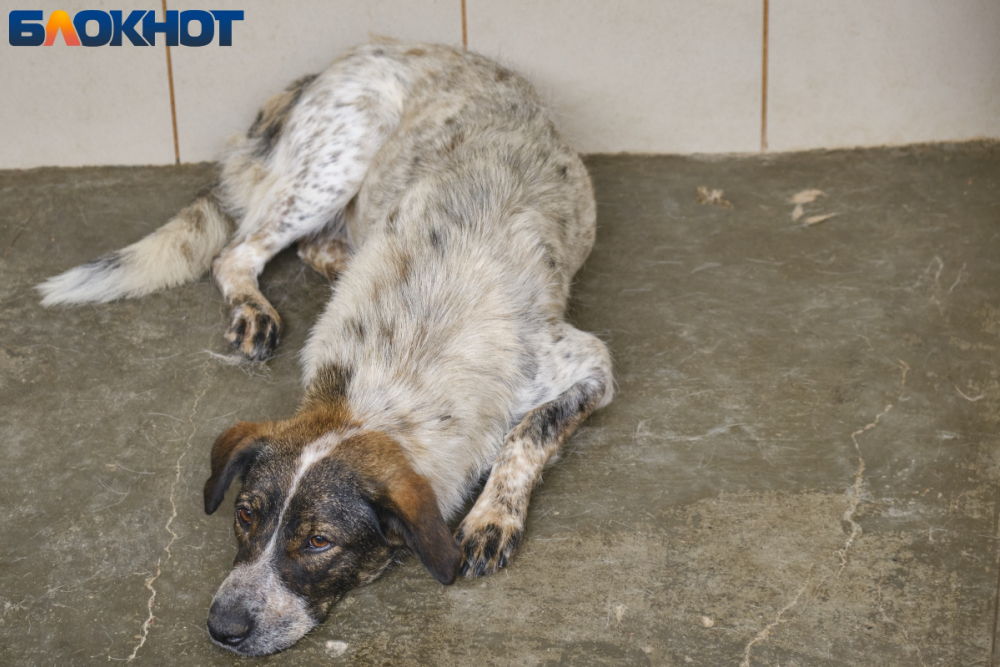 В Краснодарском крае запретят выбрасывать домашних животных