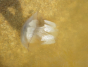 «Купаемся как в киселе»: на Азовском море нашествие огромных медуз