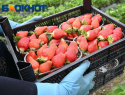 «Урожай будет меньше»: когда ждать первую кубанскую клубнику на прилавках