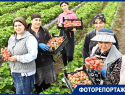 Сезон сбора клубники начался на Кубани: какие факторы влияют на цену и урожай?