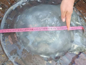 Медуз из Азовского моря будут засаливать и есть