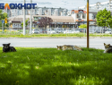 Миллиардер Олег Дерипаска планирует открыть на Кубани приюты для животных
