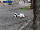 Облака в Краснодаре ограничат дневной прогрев