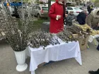 Веточки ивы, корзины и нарциссы: как в Краснодаре отмечают Вербное воскресенье