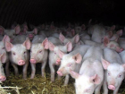 Африканскую чуму свиней вновь зафиксировали в Красноармейском районе