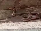 В Краснодаре большая змея напугала детей во дворе жилого дома