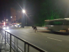  Бесхозная лошадь полночи бросалась под колеса автомобилистов в Сочи