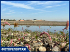 Мёртвые ракушки, цветы и пустыня: Краснодарское водохранилище стало заполняться водой
