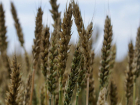Гибель урожая из-за аномальной засухи не повлияет на внутренний рынок Кубани