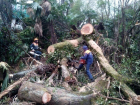 Кубанский ветер свалил гигантское дерево