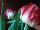 Житель Кубани похитил две тысячи тюльпанов накануне 8 марта