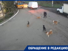 «Это очередное нападение»: в Знаменском бездомная собака укусила подростка по дороге в колледж