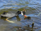 В Краснодаре сообщили об убийстве домашними собаками утят озера Карасун