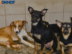 МВД проверит информацию о массовом убийстве собак под Краснодаром