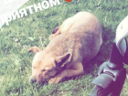  В станице Некрасовской Баба Манюня повесила чужую собаку за то, что она гоняла ее гусей 