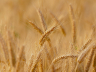 На Кубани обнаружили необоснованный рост цен на пшеницу