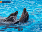 «Почти дельфиньи страдания»: краснодарец рассказал о посещении представления с дрессированными морскими животными