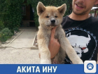 Милый песик ищет нового хозяина