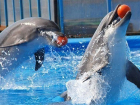 Дельфины определили порядок выступления конкурсантов «Новой волны» в Сочи
