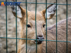 Воплощение грации и красоты: в Краснодаре рассказали о жизни пятнистого оленя