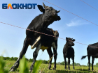 Опасную инфекцию нашли у коров в станице Краснодарского края