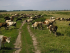  Должник в Успенском районе расплатился стадом скота 