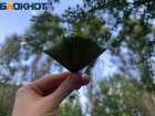 Оазис в городских джунглях: кадры одного летнего дня в дендрарии