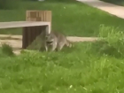 Похождения енота во дворе краснодарской многоэтажки попали на видео