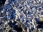Прокуратура назвала причины массовой гибели рыбы в реке Краснодарского края