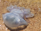 Краснодарцы не хотят купаться в Азовском море из-за нашествия огромных медуз-корнеротов