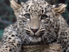 Краснокнижных леопардов из питомника в Сочи выпустят на волю в мае