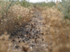 После обработки пестицидами полчища саранчи перешли в водоохранную зону в Приморско-Ахтарском районе