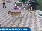Бродячие собаки атаковали детскую площадку на Кубани