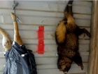 Житель Краснодара, убивший енота и собаку, попал под амнистию
