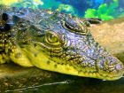 Двух опасных крокодилов поймали на заброшенном гидроузле на Кубани