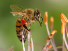 В Краснодарском крае массово гибнут пчёлы