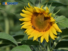 Адская жара продолжается в Краснодаре