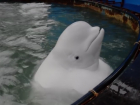 В Анапе зоозащитники пытаются освободить кита, живущего в десятиметровом бассейне