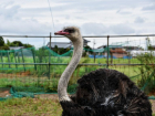 Ночные живодеры избили страусов в парке Славянска-на-Кубани