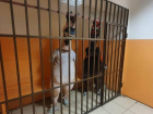В Сочи арестовали на пять суток «коня» и «осла», которые материли прохожих