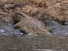 Нейросеть назвала крокодилов и скорпионов самыми опасными обитателями Краснодара