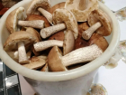 Дары леса: где на Кубани собирают грибы