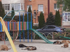 В Краснодаре бездомные собаки захватили детскую площадку