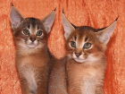 Несостоявшаяся кубанская заводчица отсудила за бесплодных редчайших кошек почти миллион