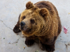 В Сочи медведи растерзали трех туристов