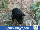  Помогите щенкам найти дом на Кубани 