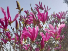 Краснодарцы оккупировали Ботанический сад: фото и видео красоты