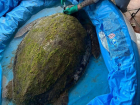Врачи сделали все возможное: найденная в Анапе гигантская черепаха умерла