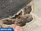В Юбилейном микрорайоне краснодарцы нашли самую крупную в России и Европе бабочку
